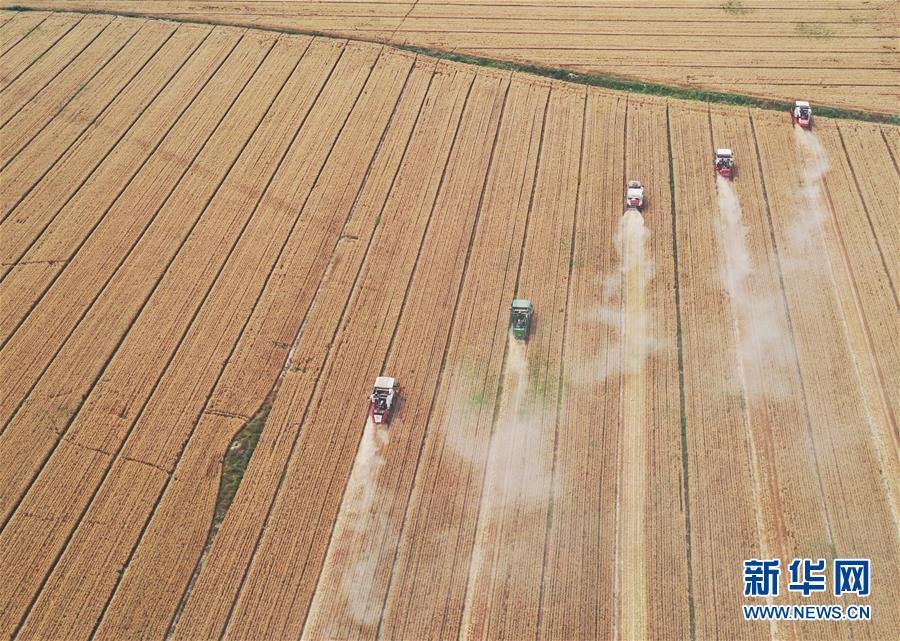 （社會(huì)）（5）“糧王”開鐮收麥