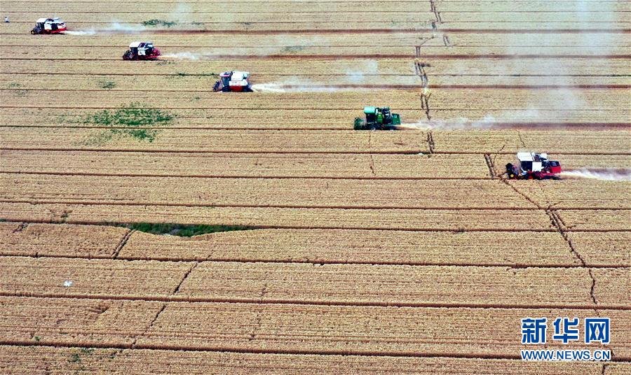 （社會(huì)）（1）“糧王”開鐮收麥