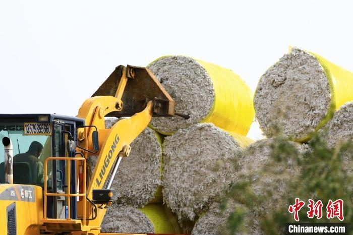 叉車(chē)將采棉機(jī)吐出的“金蛋蛋”裝車(chē)?！「唠p強(qiáng) 攝