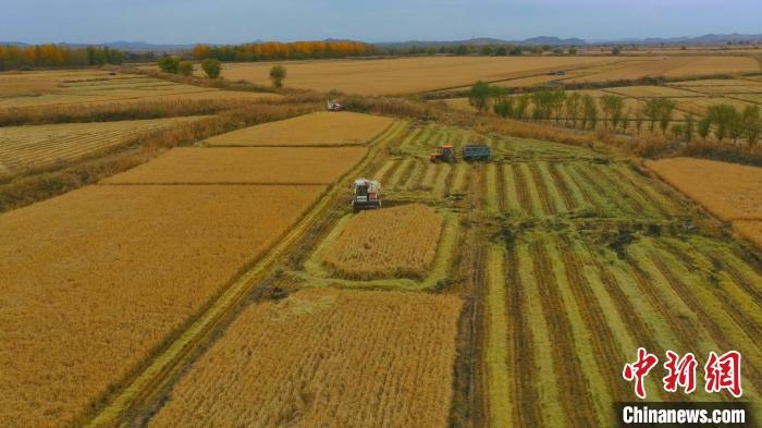 圖為科右中旗杜爾基鎮(zhèn)雙金嘎查的萬畝水稻田進入集中收割期。　趙殿威 攝