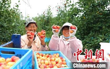 圖為興安盟沙果迎豐收?！】朴仪捌煳麄鞑抗﹫D