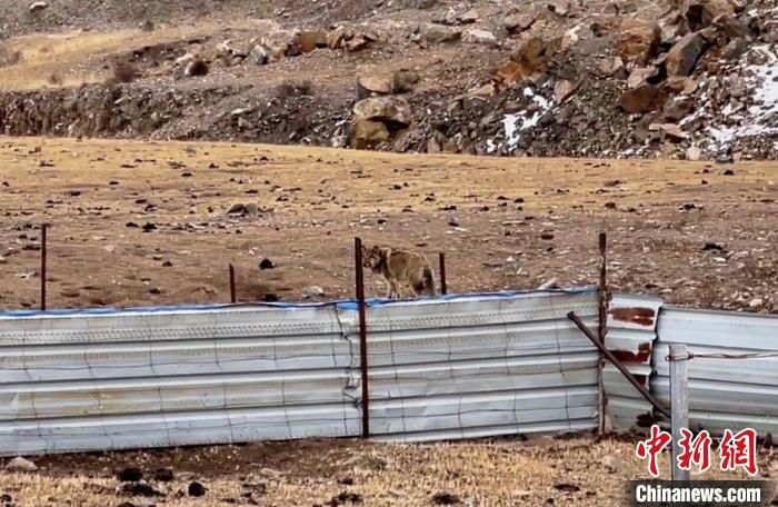 圖為闖入村民家中的野狼。　興?？h公安局溫泉派出所供圖