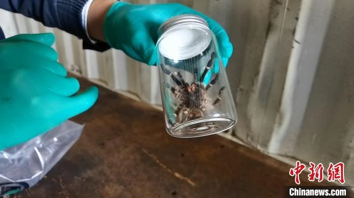 張家港海關工作人員截獲捕鳥蛛。　王健超 攝