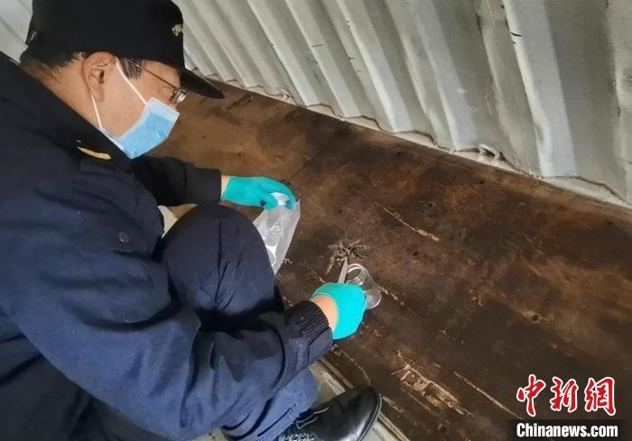 張家港海關工作人員截獲捕鳥蛛。　王健超 攝