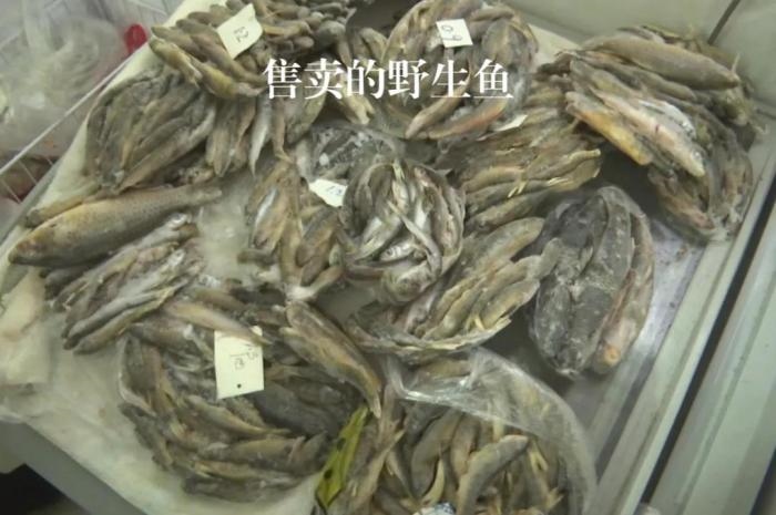 2021年12月6日，督察組現(xiàn)場隨機抽查發(fā)現(xiàn)，保護區(qū)附近餐館仍然存在非法經營野生河魚的問題