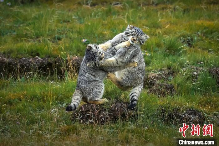 圖為作品《難分伯仲》。　焦生福 攝