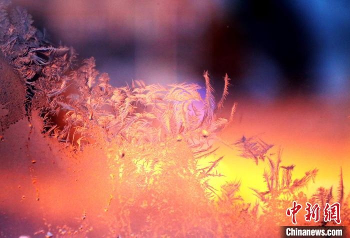 迎著光亮，冰窗花絢麗多姿?！O書程 攝