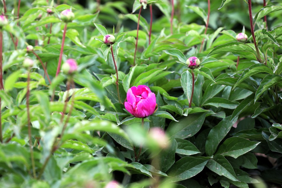 1684937915229531.jpg 7O5A3119.jpg