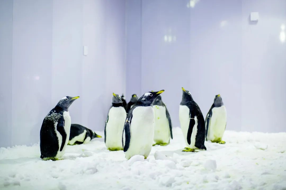 1704448508814161.jpg 3.jpg