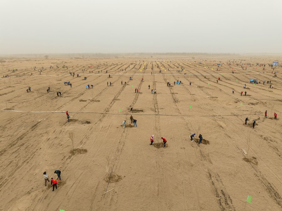 在高力板鎮(zhèn)花道卜和沙木嘎嘎查治理區(qū)，廣大干部群眾手植新綠，播種希望 （攝影：包寶音德力格爾）.JPG