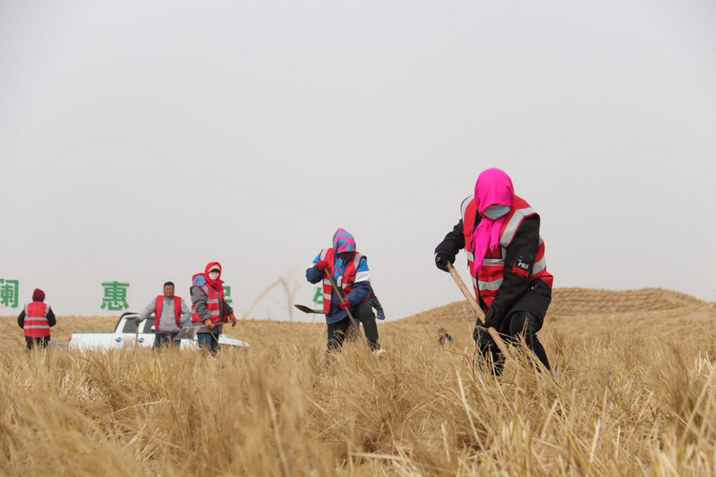 阿拉善治沙人員將一束束稻草扎進沙海穩(wěn)固流沙.png