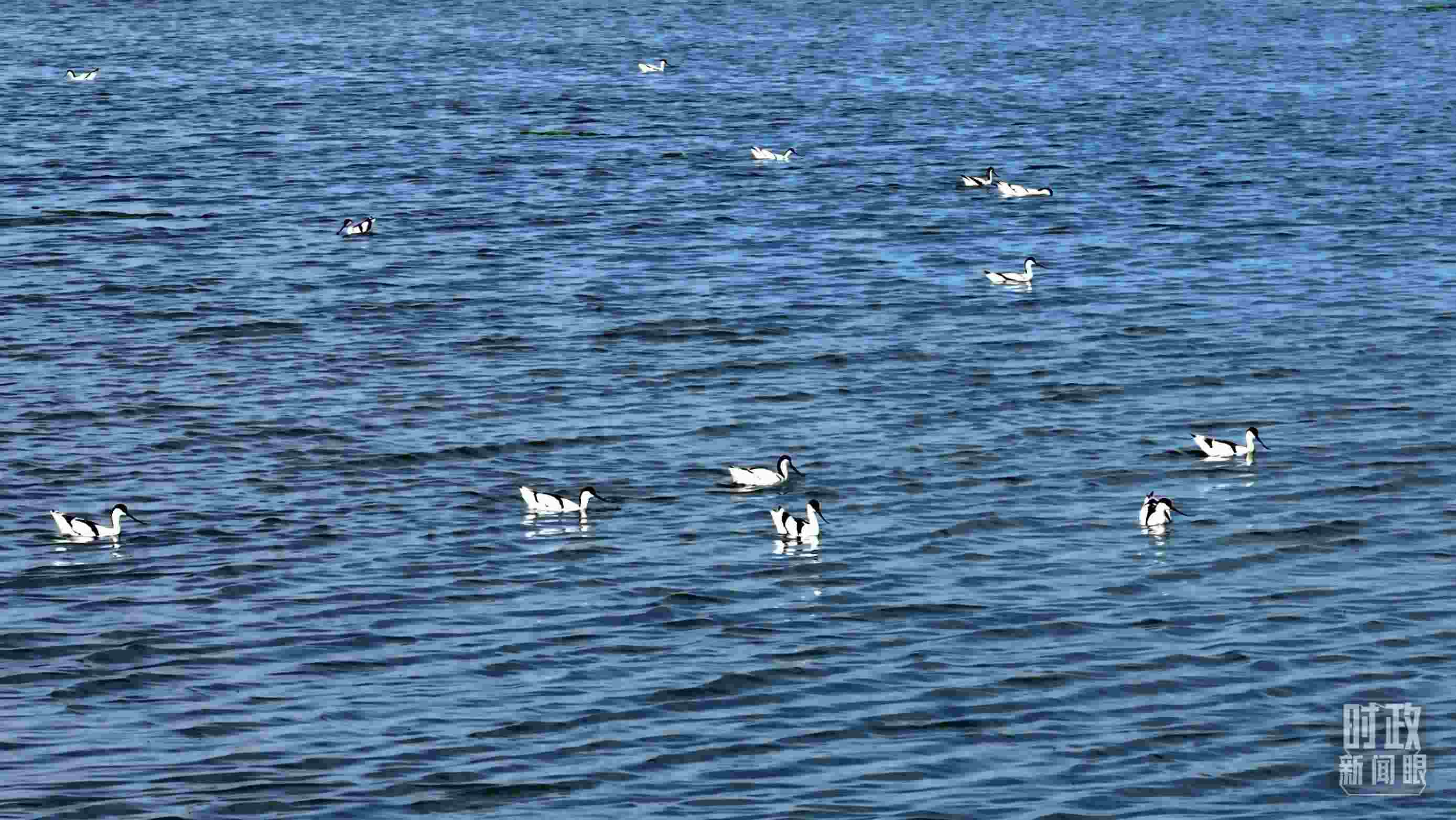 △鹽湖棲息的鳥(niǎo)類。（總臺(tái)記者裴大偉、康曉宇拍攝）