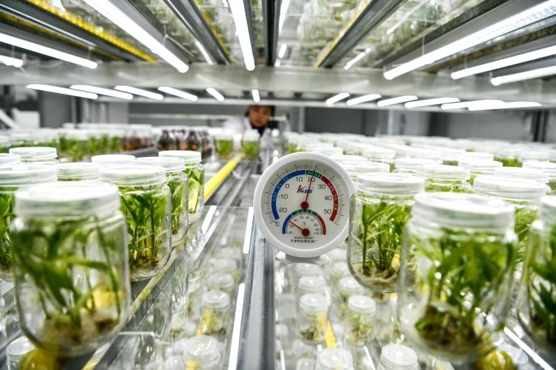 工作人員在貴陽市開陽縣南江蔬菜良種繁育中心的組培中心查看姜苗生長情況（2023年5月23日攝）。新華社記者 楊文斌 攝