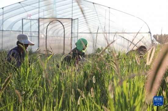 6月21日，山東省樂陵市西段鄉(xiāng)岔河村東亞飛蝗養(yǎng)殖基地的螞蚱養(yǎng)殖戶在割草。新華社記者 范長國 攝