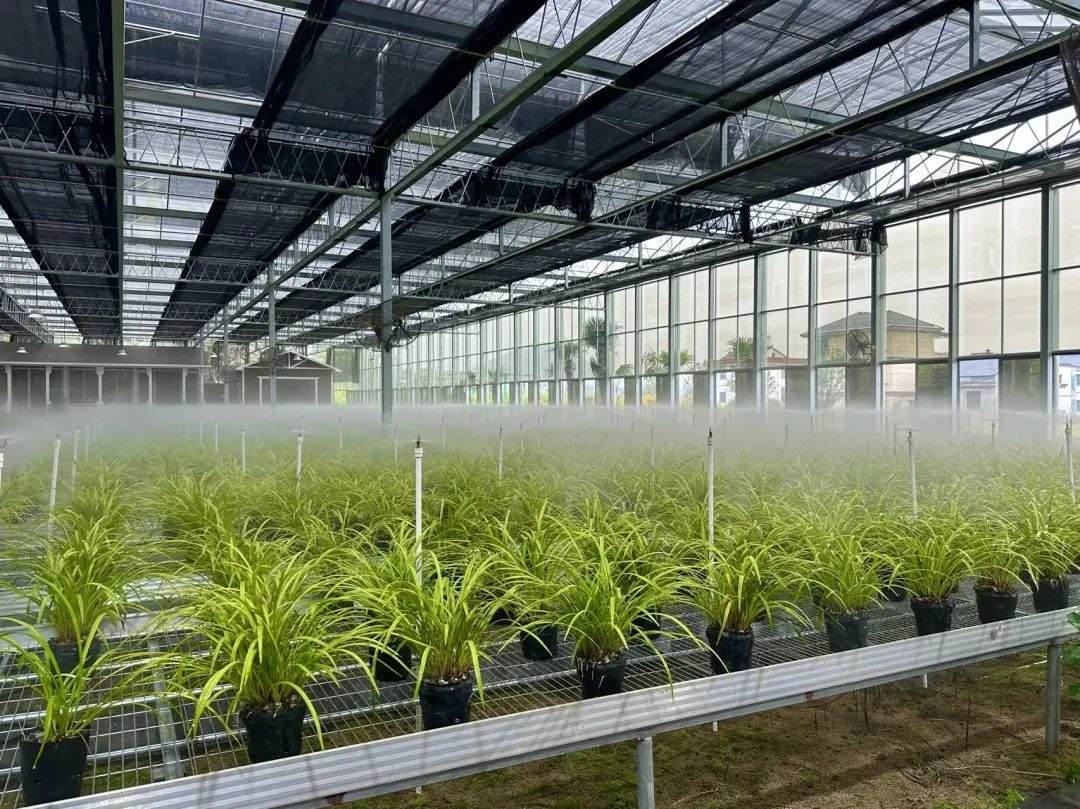 浙江省紹興市柯橋區(qū)漓渚鎮(zhèn)棠棣村的蘭花種植基地。靜玄 攝