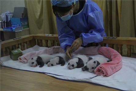 成都大熊貓繁育研究基地成立于1987年，先后攻克了大熊貓人工飼養(yǎng)與管理、繁殖與育幼、疾病防控與種群遺傳管理等關(guān)鍵技術(shù)難題，建成全球最大的大熊貓人工繁育遷地保護(hù)種群，數(shù)量達(dá)230余只。（圖片來(lái)源：成都大熊貓繁育研究基地網(wǎng)站）