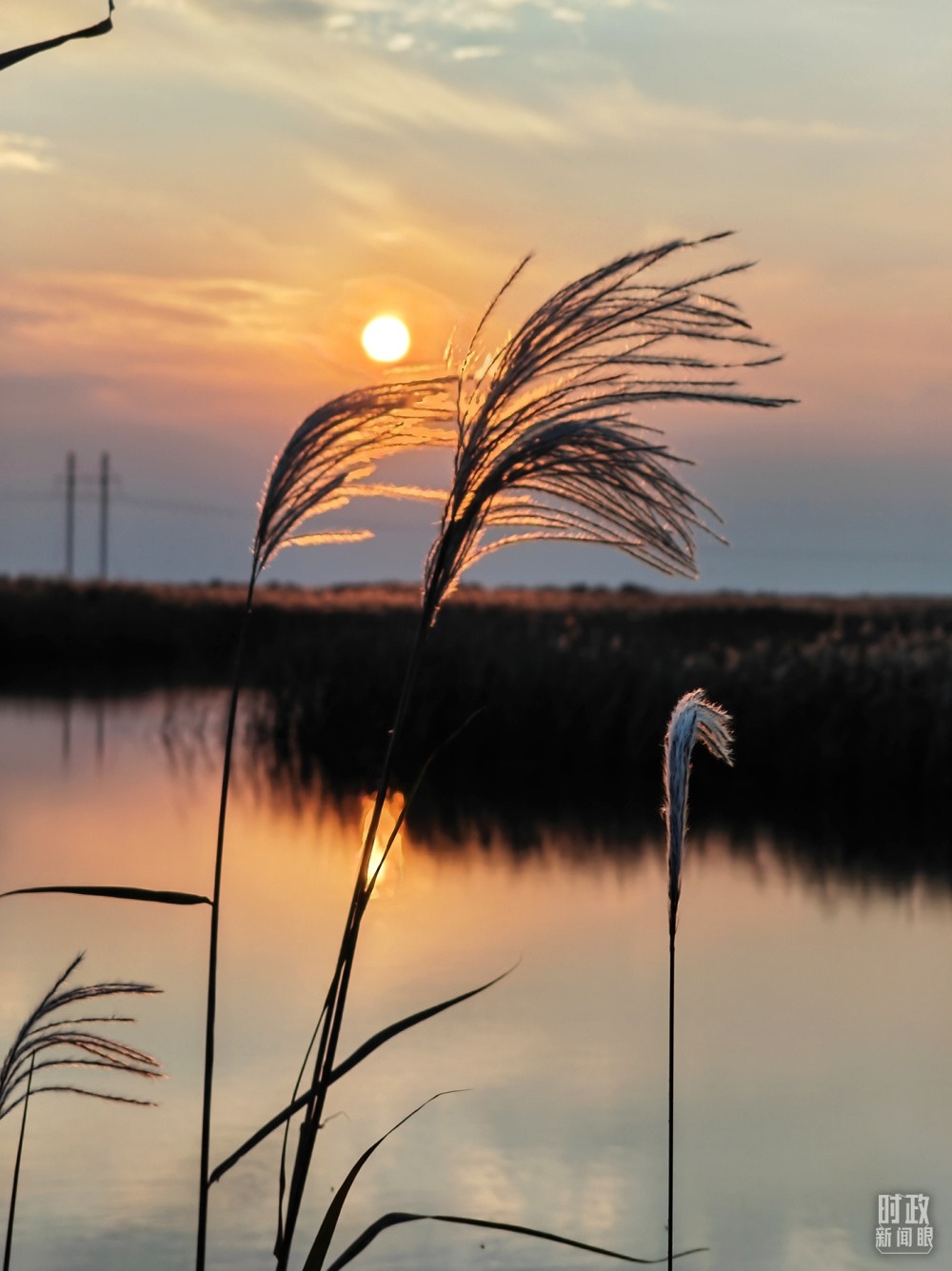 2021年10月，習(xí)近平赴山東東營考察黃河入?？?。黃河三角洲濕地，蘆葦飄蕩。（總臺(tái)央視記者彭漢明拍攝）