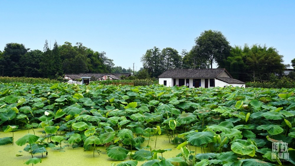 四川眉山，永豐村荷塘。2022年6月，習(xí)近平曾到此調(diào)研鄉(xiāng)村振興情況。（總臺(tái)央廣記者潘毅拍攝）