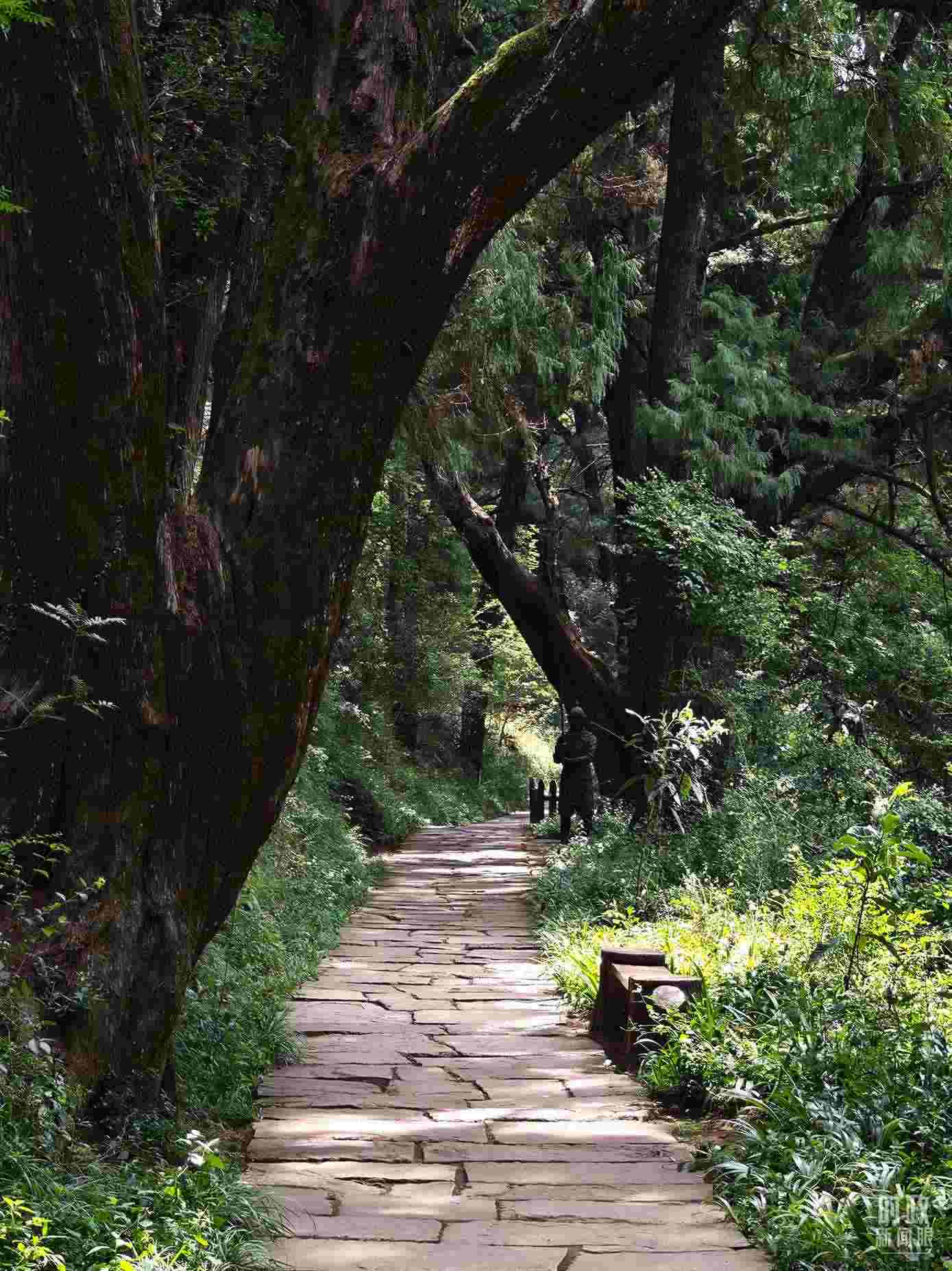 △古蜀道與古柏。（總臺央視記者彭漢明拍攝）