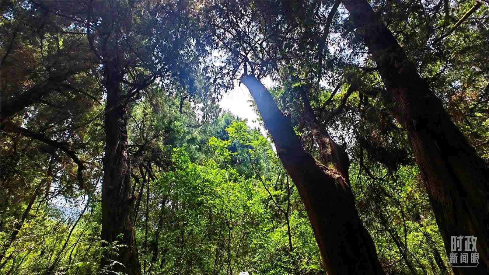 △翠云廊內(nèi)，古柏郁郁蔥蔥。（總臺央視記者程鋮拍攝）