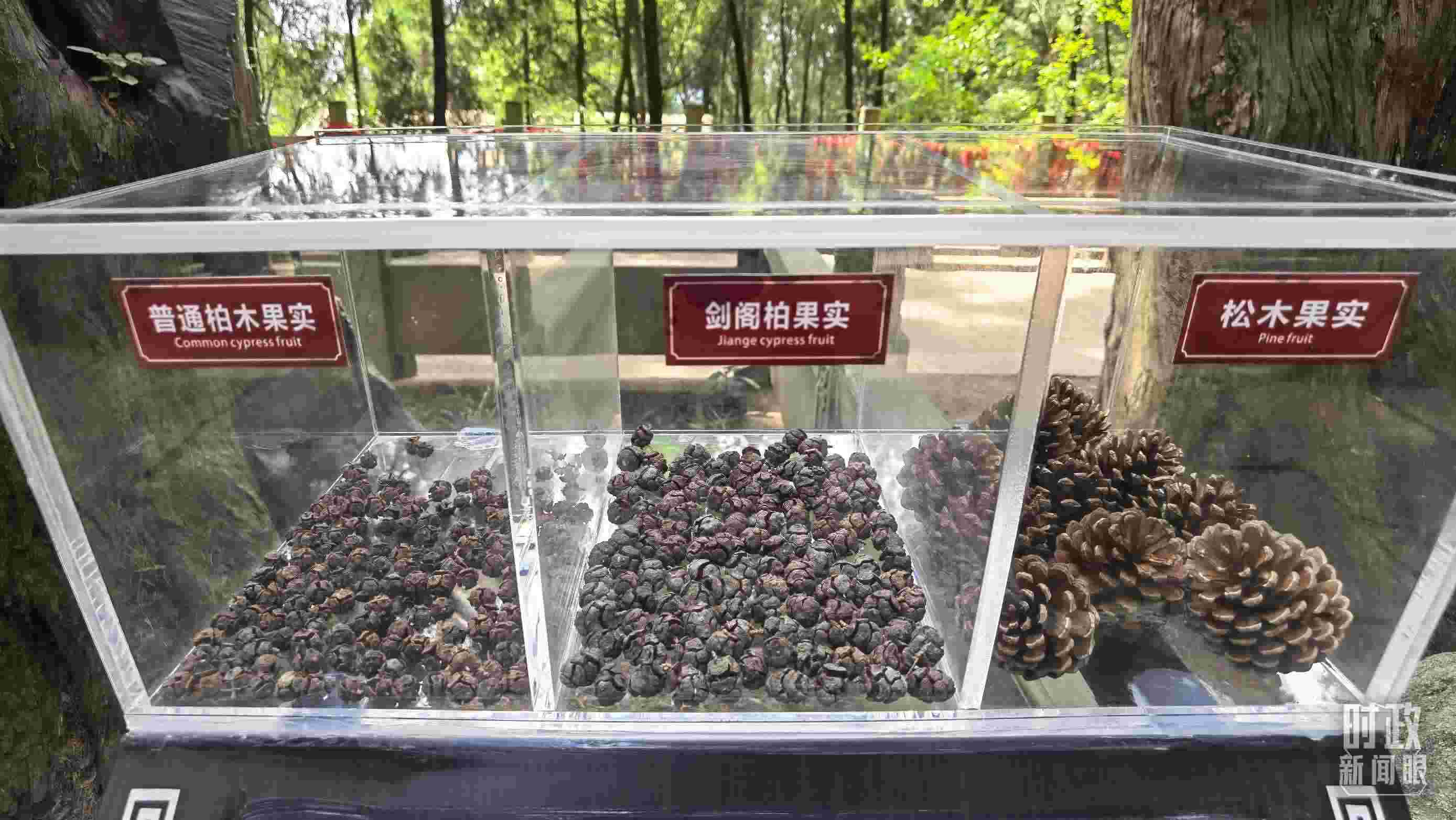 △翠云廊古蜀道，現(xiàn)場陳列的柏木和松木果實。（總臺央視記者石丞拍攝）