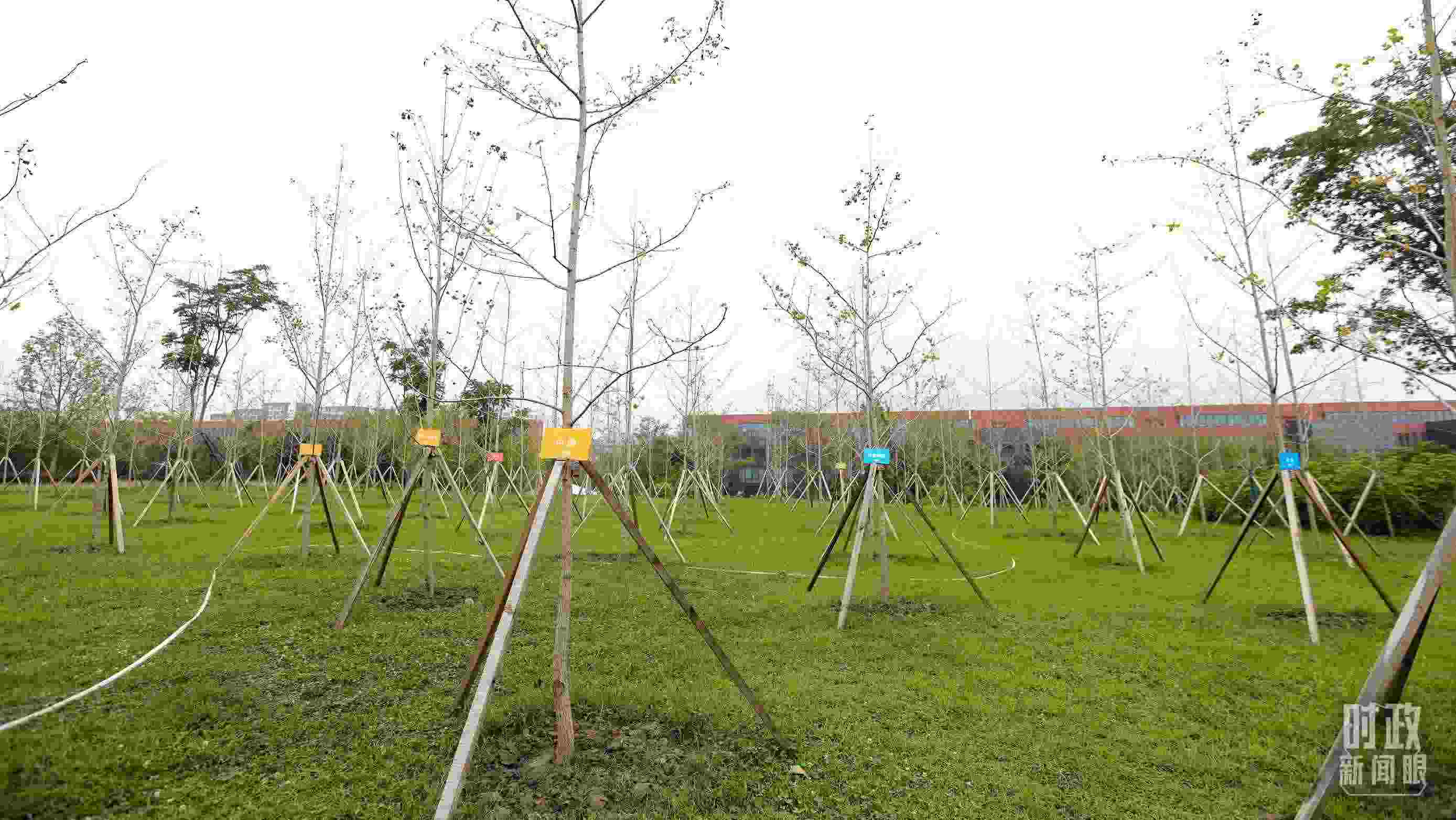 成都大運村內專門種植了友誼林，各國代表團都可認領。