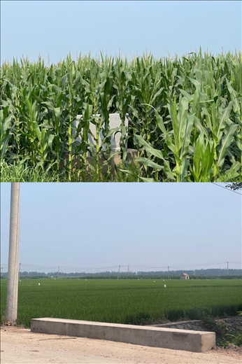 玉米和水稻正常情況下該有的長(zhǎng)勢(shì)（中國之聲記者江曉晨 攝）