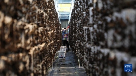 7月29日，在卓尼縣納浪鎮(zhèn)納浪村黑木耳種植基地，農(nóng)戶在采摘黑木耳。