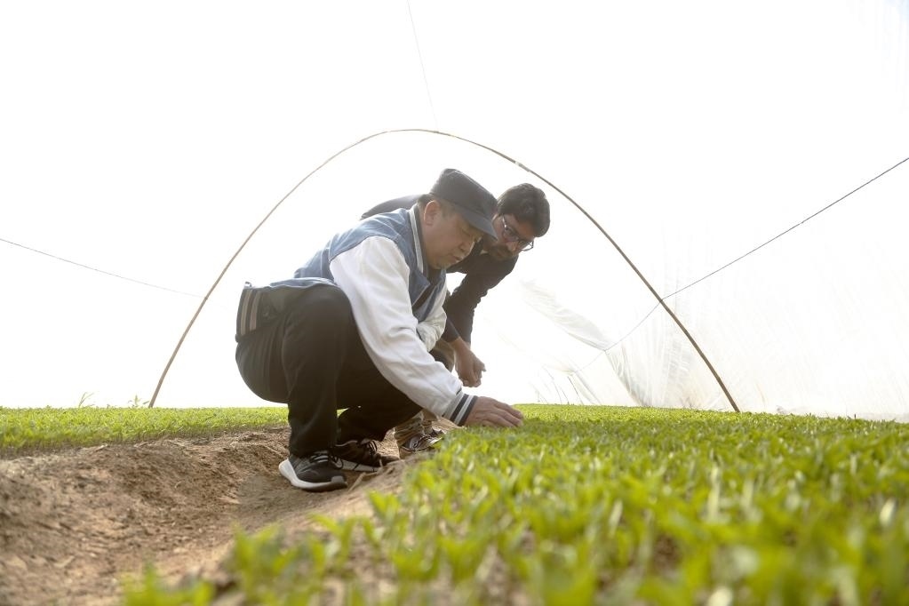 巴基斯坦旁遮普省木爾坦的中巴辣椒訂單種植項目辣椒育苗大棚內，中國農業(yè)專家?guī)ьI巴基斯坦技術員查看辣椒秧苗生長情況。