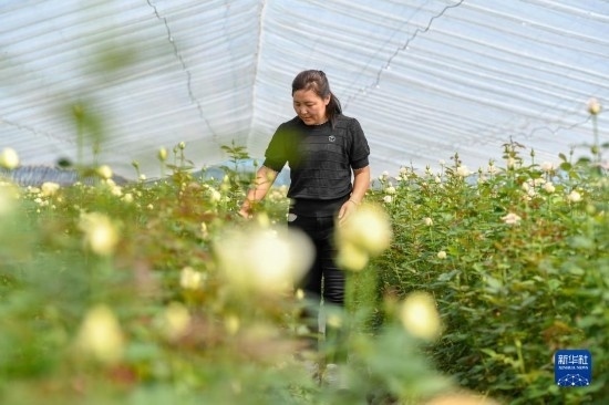 8月17日，吉林省德惠市朱城子鎮(zhèn)沿河村程雪家庭農(nóng)場的負責人楊雪在查看玫瑰花長勢。新華社記者 張楠 攝