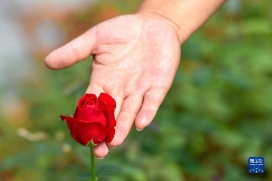 8月17日，吉林省德惠市朱城子鎮(zhèn)沿河村程雪家庭農(nóng)場的負責人楊雪在查看玫瑰花長勢。新華社記者 張楠 攝