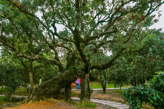 高州市根子鎮(zhèn)柏橋村古荔枝種植園。丘立賀攝