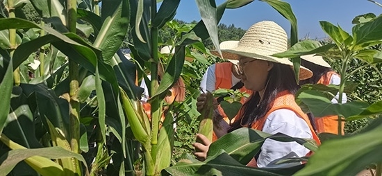 北京工商大學(xué)組織學(xué)生開展暑期社會(huì)實(shí)踐。學(xué)校供圖