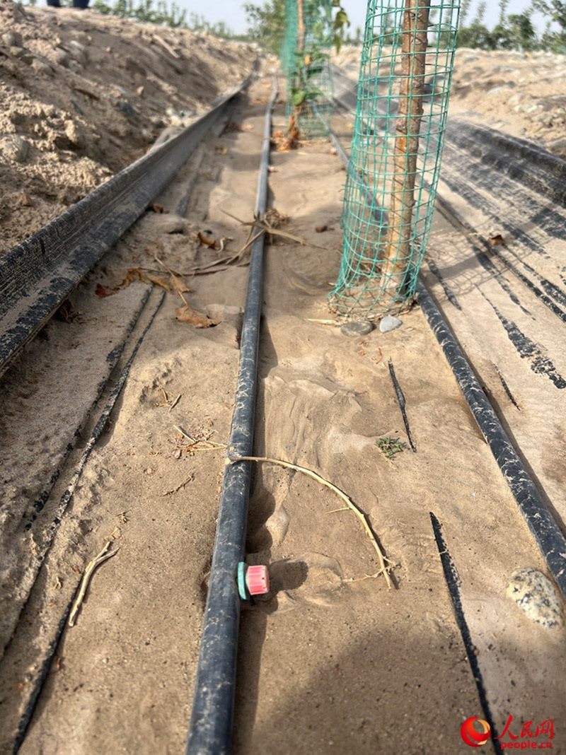 水肥一體化滴灌技術(shù)，可極大節(jié)約用水量。人民網(wǎng)記者 常雪梅攝