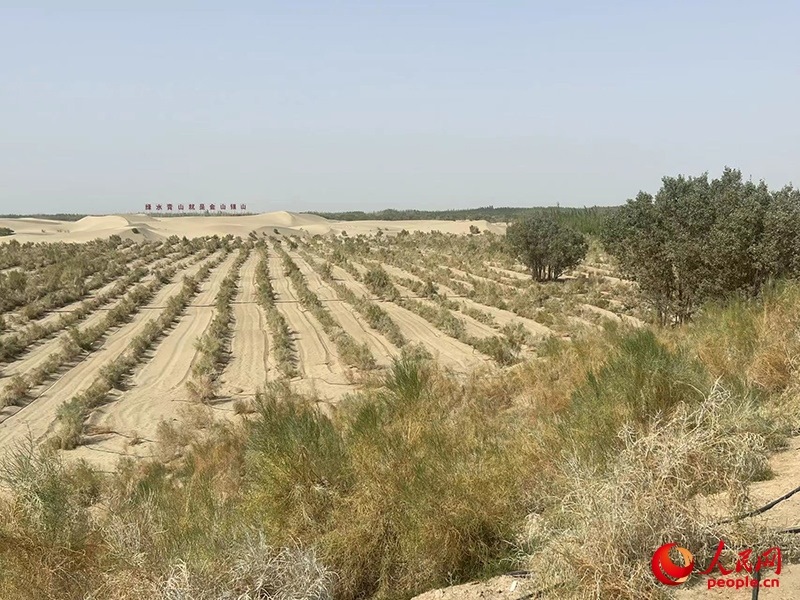 麥蓋提縣百萬(wàn)畝防風(fēng)固沙生態(tài)林建設(shè)工程。人民網(wǎng)記者 常雪梅攝