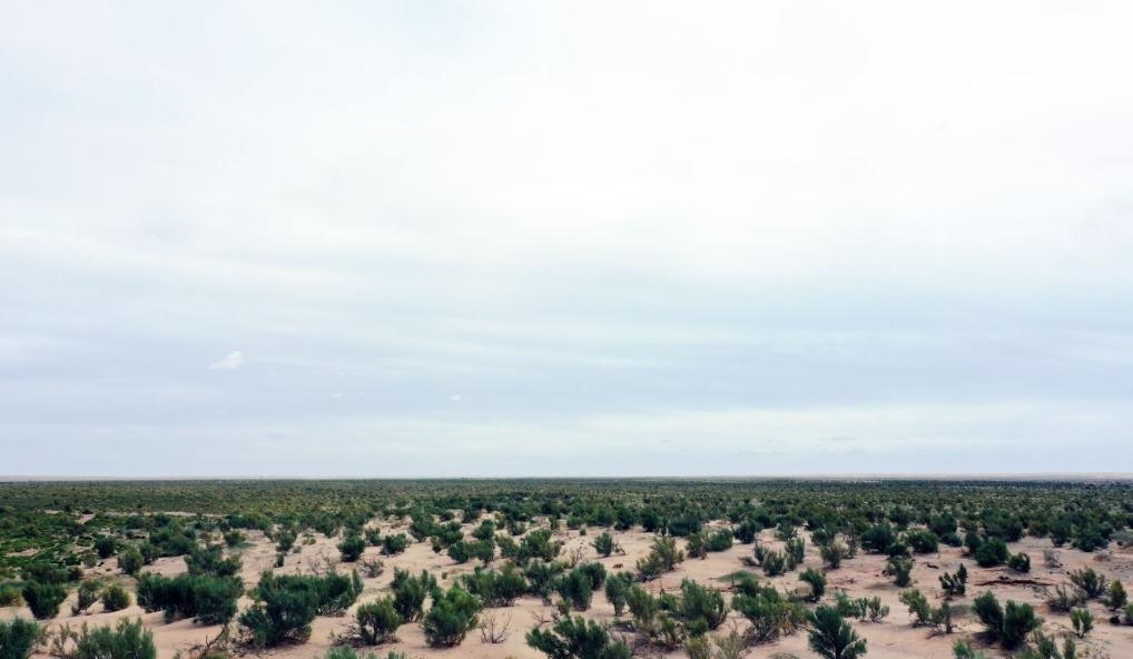 經(jīng)過封禁保護和人工種植梭梭后恢復(fù)綠色的草場（2023年9月12日攝）。新華社記者李云平 攝