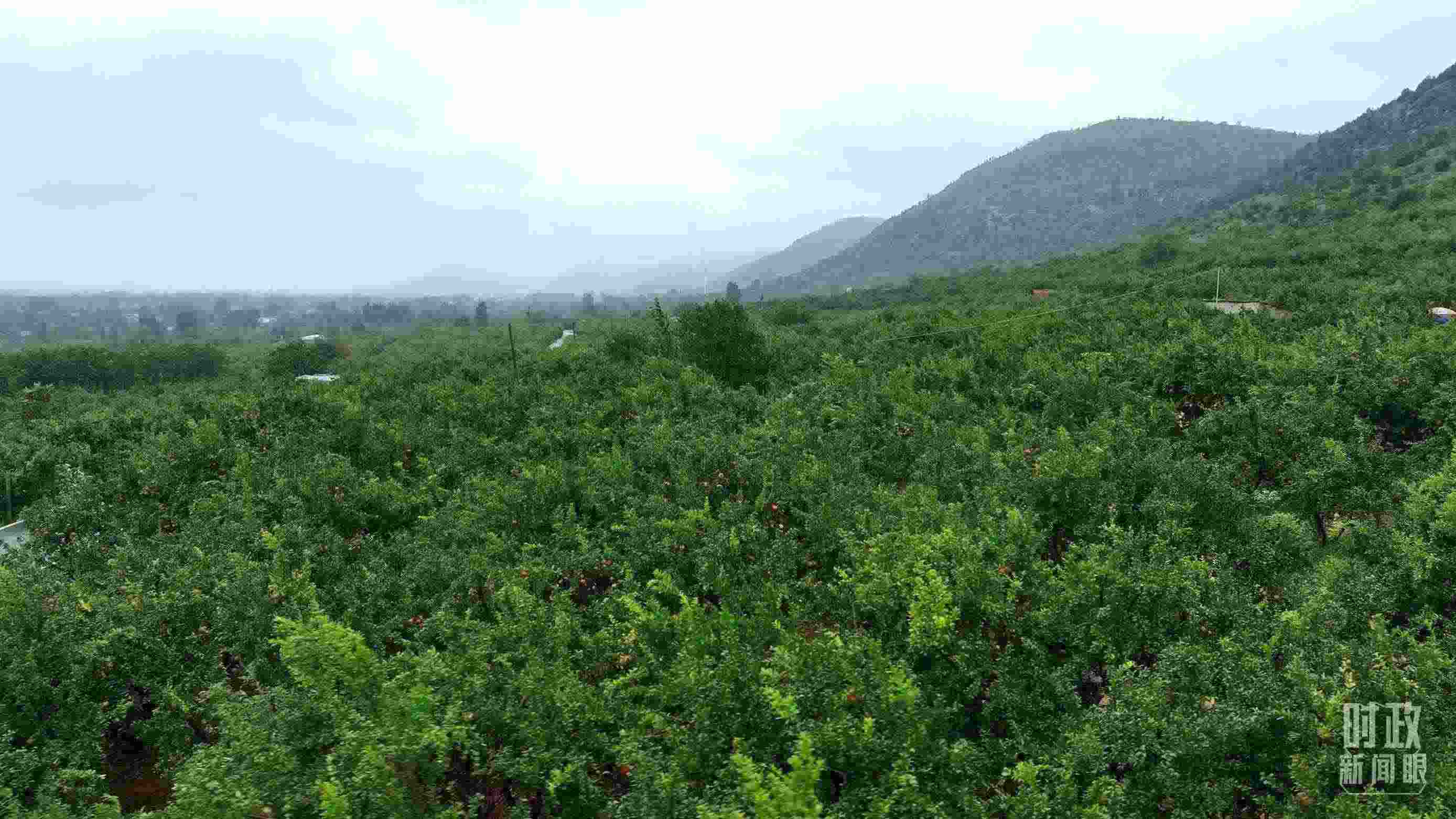 △山東棗莊冠世榴園。（總臺記者韓森、張鵬拍攝）