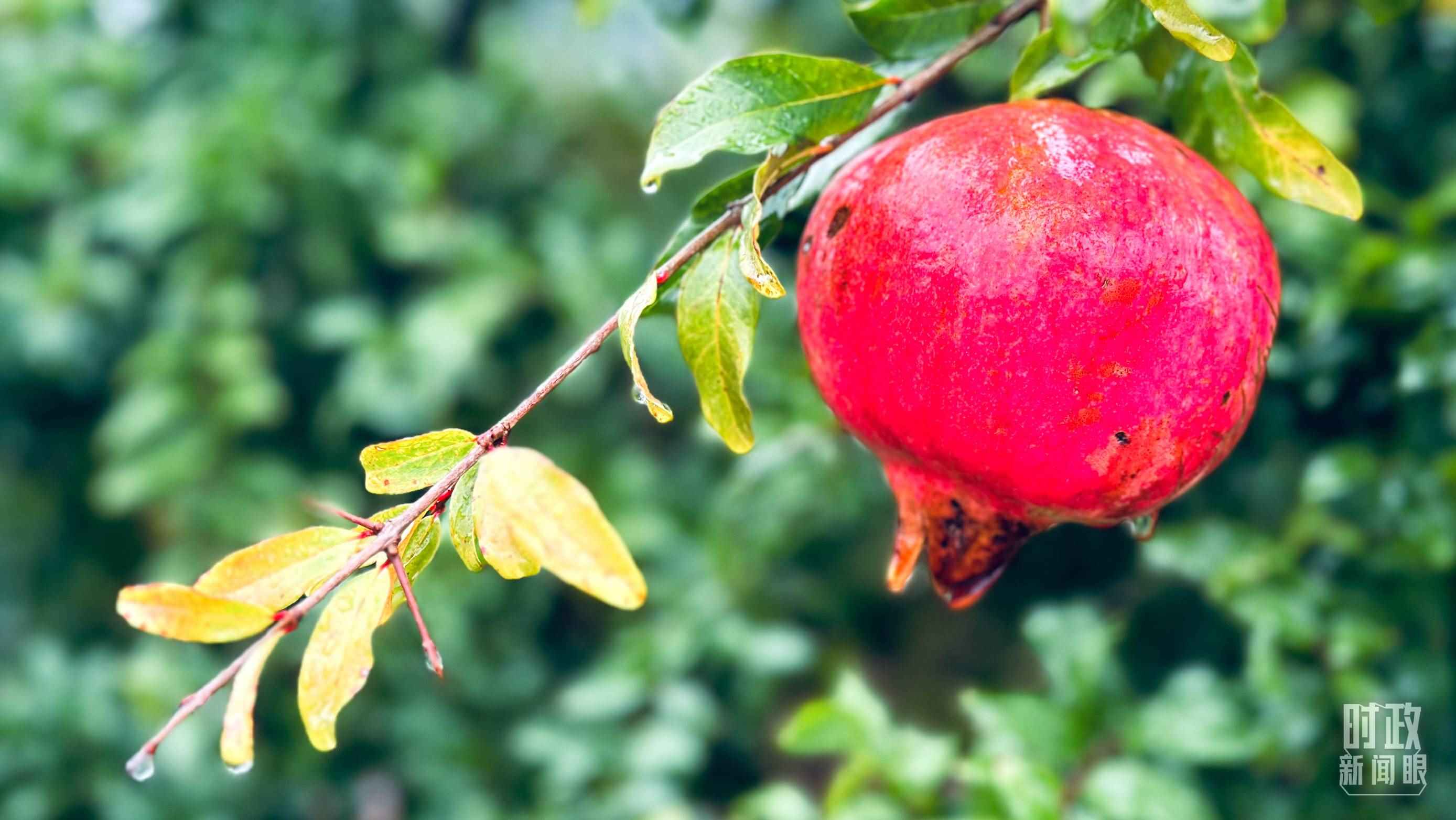 △山東省棗莊市冠世榴園，石榴紅了。（總臺央視記者范一鳴拍攝）