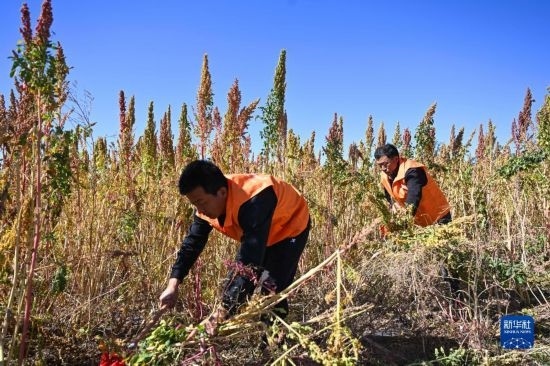 9月28日，農(nóng)民參加內(nèi)蒙古武川縣首屆藜麥開鐮節(jié)割藜麥比賽。