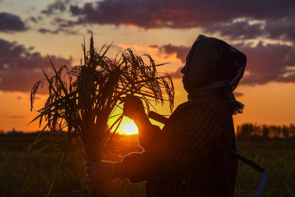 農(nóng)民在吉林省吉林市永吉縣萬(wàn)昌鎮(zhèn)花家村收割水稻（2023年9月12日攝）。新華社記者 張楠 攝