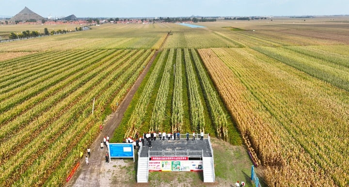 在遼寧省鐵嶺縣蔡牛鎮(zhèn)，外地農(nóng)民到張莊玉米合作社的大田里學(xué)習(xí)玉米選種和栽種技術(shù)（2023年9月26日攝，無(wú)人機(jī)照片）。新華社記者 楊青 攝