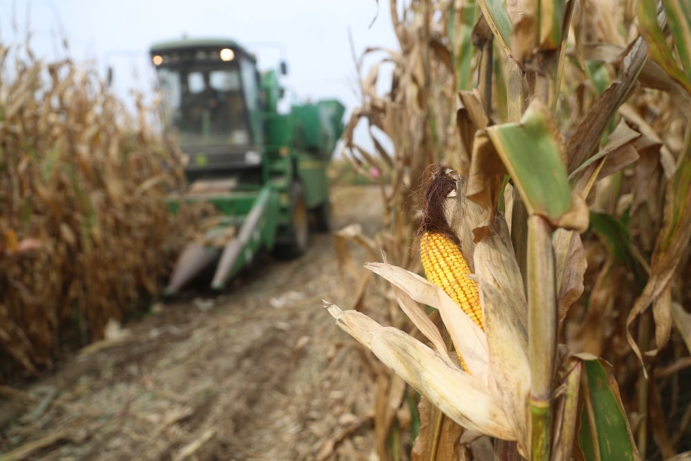 在遼寧省鐵嶺縣蔡牛鎮(zhèn)玉米田里，農(nóng)民駕駛農(nóng)機(jī)收割玉米（2023年9月26日攝）。新華社記者 楊青 攝
