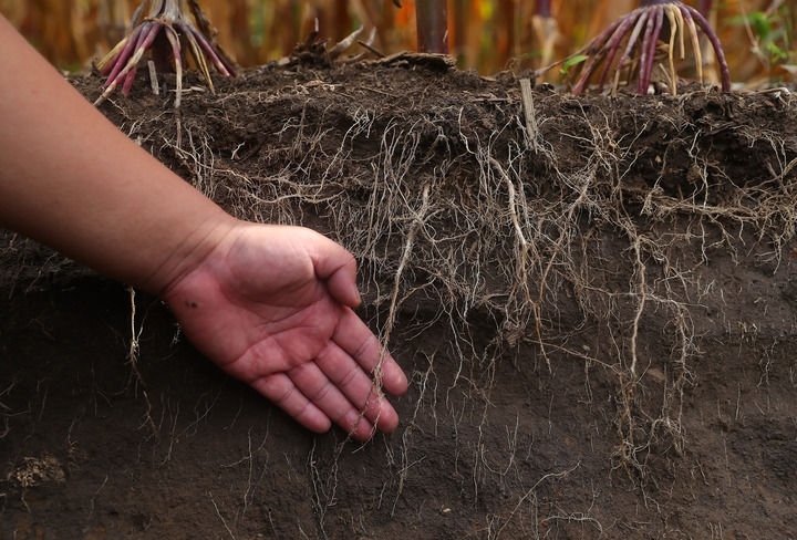在遼寧省鐵嶺縣蔡牛鎮(zhèn)，張莊玉米合作社的農(nóng)民向外地農(nóng)民介紹黑土地保護(hù)和玉米秸稈還田情況（2023年9月26日攝）。新華社記者 楊青 攝