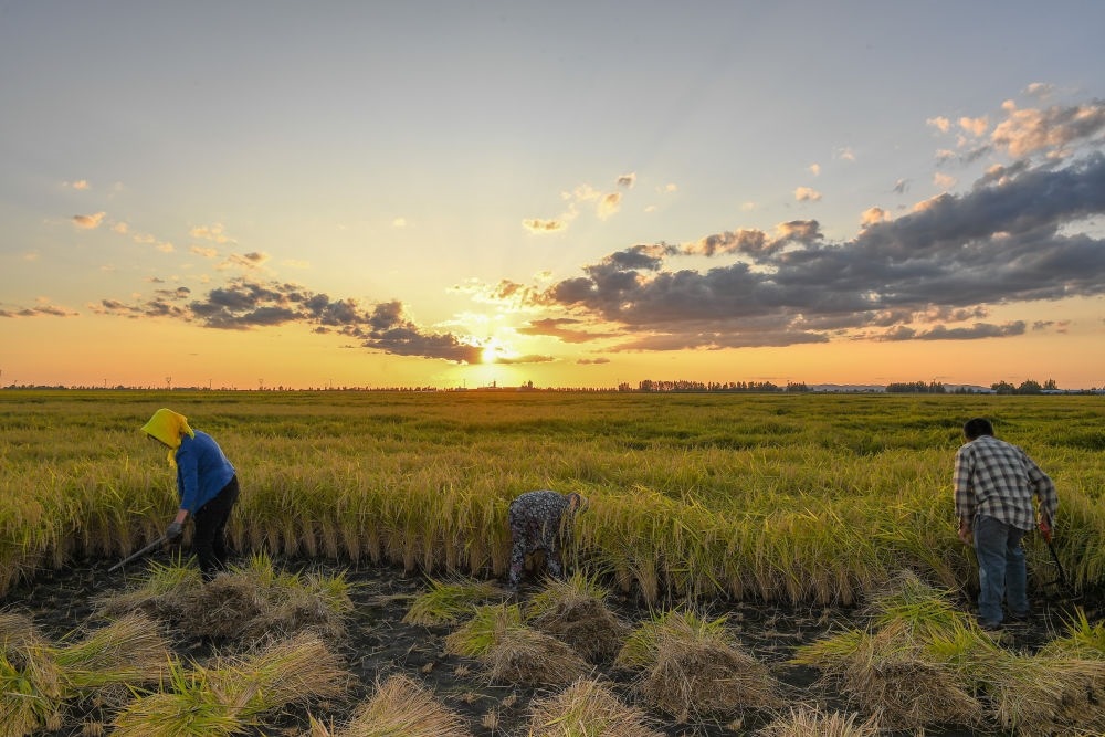 農(nóng)民在吉林省吉林市永吉縣萬(wàn)昌鎮(zhèn)花家村收割水稻（2023年9月12日攝）。新華社記者 張楠 攝