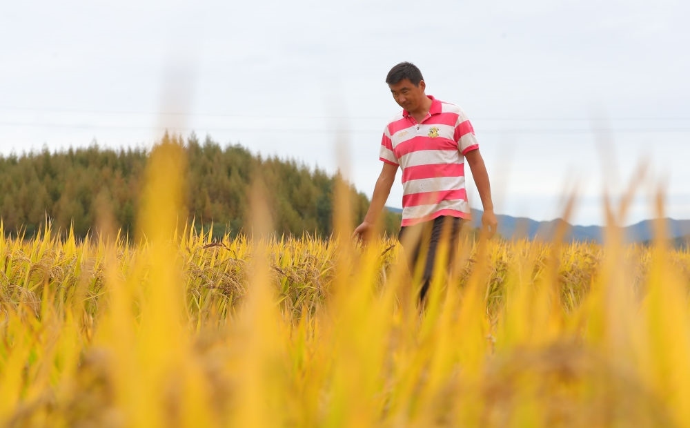 在遼寧省撫順市新賓滿族自治縣新賓鎮(zhèn)的水稻田里，農(nóng)民丁輝查看水稻成熟情況（2023年9月25日攝）。新華社記者 楊青 攝