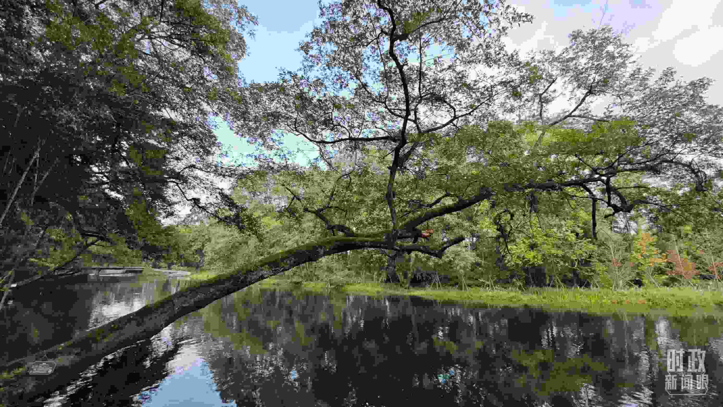 △饒河源國(guó)家濕地公園。（總臺(tái)央視記者郁振一拍攝）