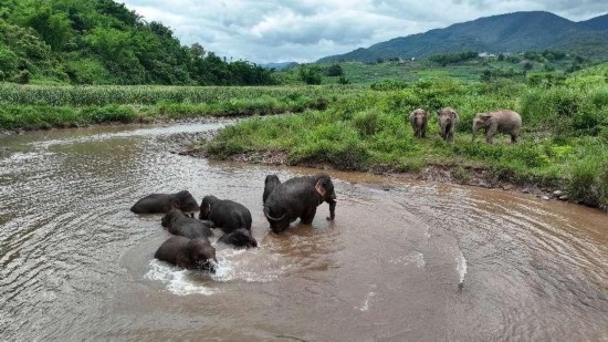 野生亞洲象組團(tuán)泡澡降溫解暑。何有剛攝