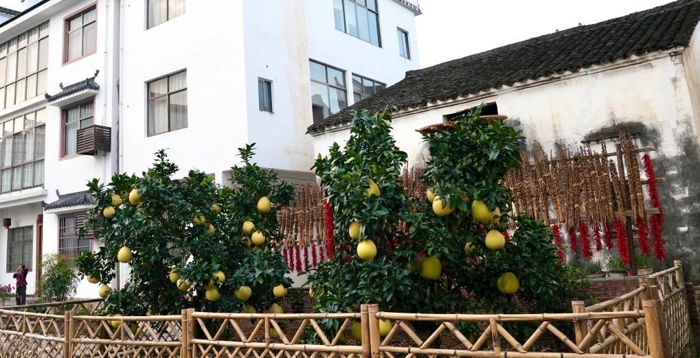 近日在江西省上饒市婺源縣秋口鎮(zhèn)王村石門自然村拍攝的馬家柚。新華社記者 胡晨歡 攝