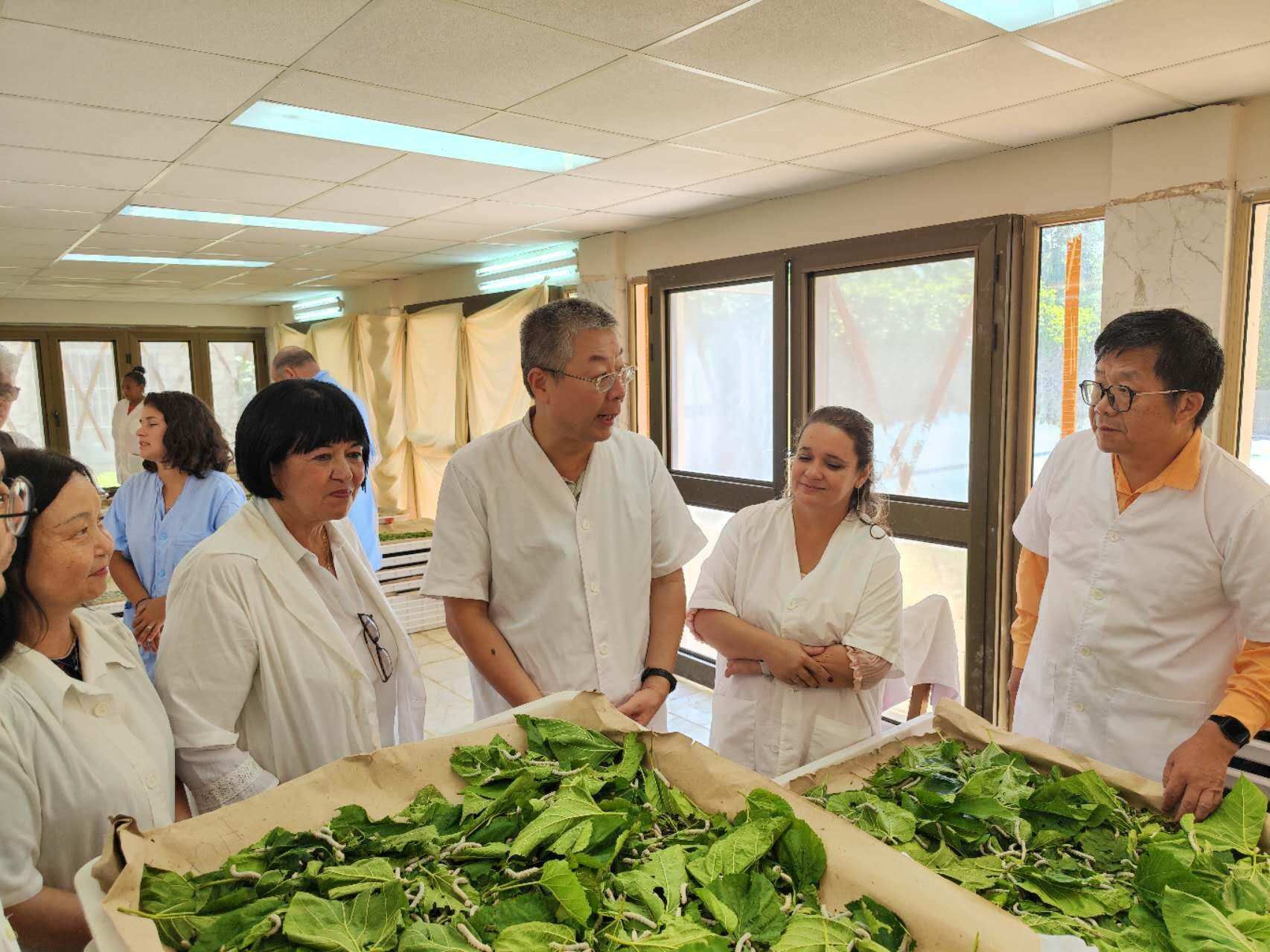2023年5月23日，中國駐古巴大使馬輝考察古中蠶桑科技合作中心。來源：中國駐古巴大使館官網(wǎng)