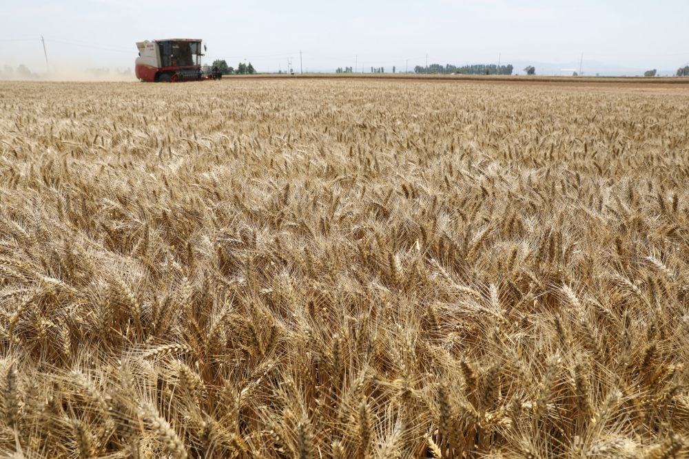  河南省焦作市溫縣黃河街道張王莊村村民駕駛收割機在田間收獲小麥（2023年6月6日攝）。新華社發(fā)（徐宏星 攝）